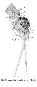Monommata grandis