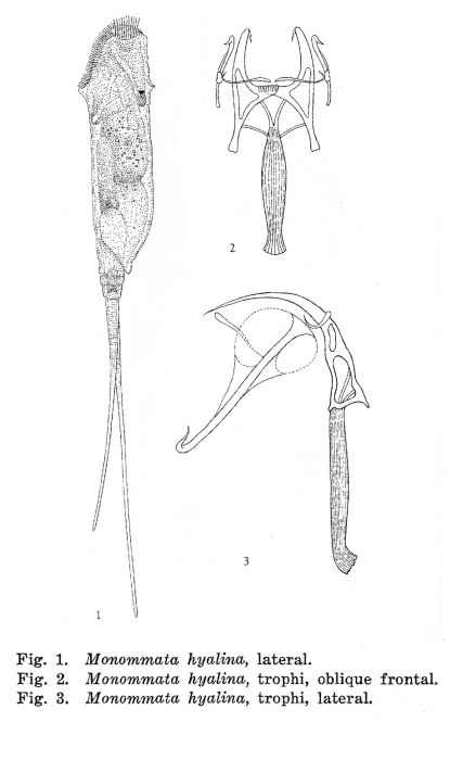 Monommata hyalina