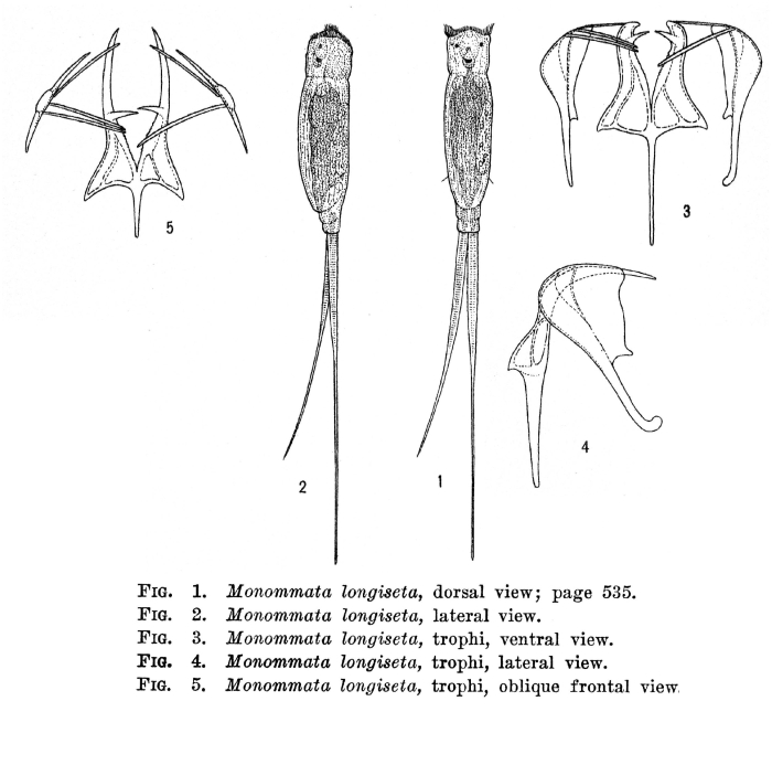Monommata longiseta