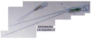 Monommata longiseta