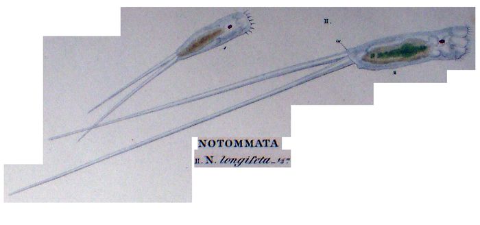 Monommata longiseta