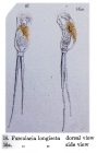 Monommata longiseta
