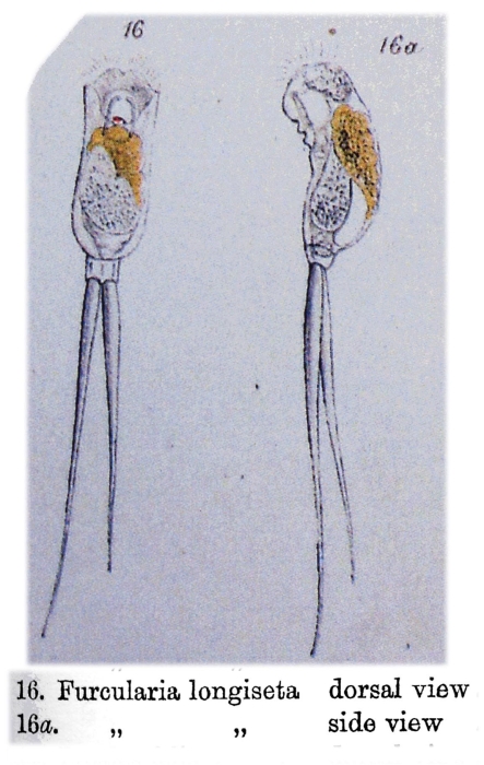 Monommata longiseta