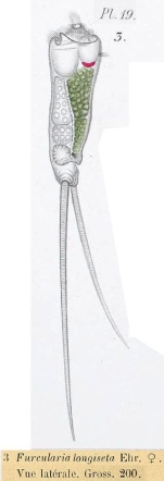 Monommata longiseta
