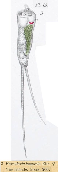 Monommata longiseta