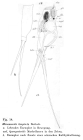 Monommata longiseta