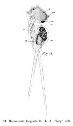 Monommata longiseta