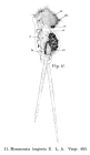 Monommata longiseta