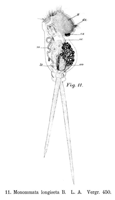 Monommata longiseta