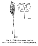 Monommata longiseta