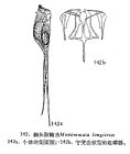 Monommata longiseta