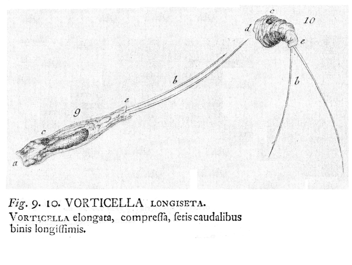 Monommata longiseta - Original description image
