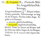 Monommata longiseta f. inaequalis - Original description image