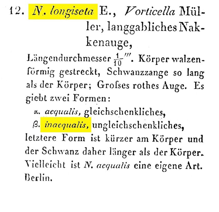 Monommata longiseta f. inaequalis Monommata longiseta f. inaequalis