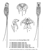 Monommata maculata