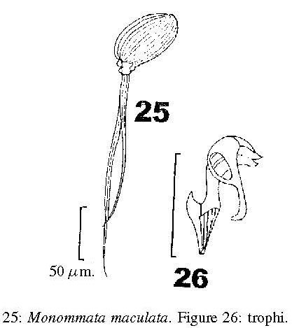 Monommata maculata