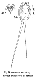 Monommata maculata