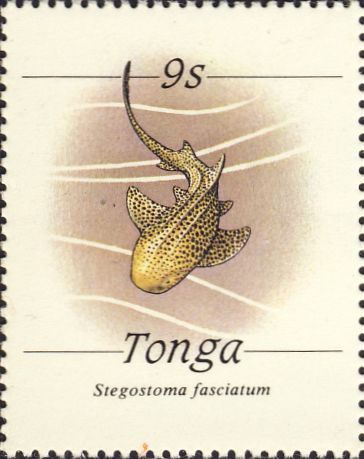 Stegostoma fasciatum Stegostoma fasciatum
