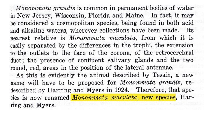 Monommata maculata - Original description image