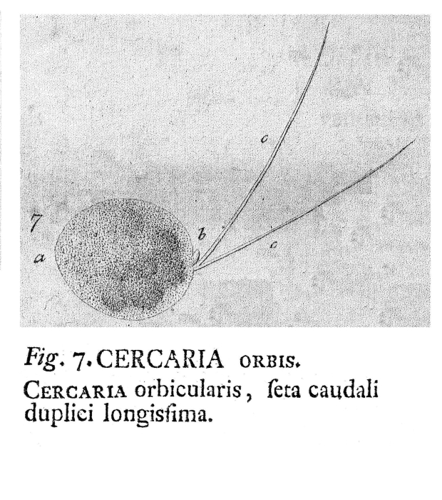 Monommata orbis