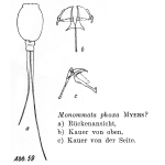 Monommata phoxa