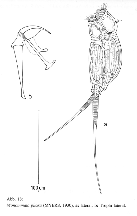 Monommata phoxa
