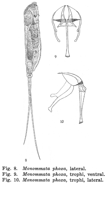 Monommata phoxa - Original description image