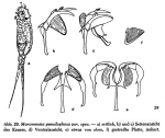 Monommata pseudophoxa - Original description image