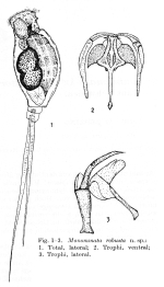 Monommata robusta - Original description image