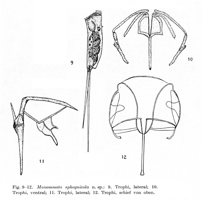 Monommata sphagnicola - Original description image