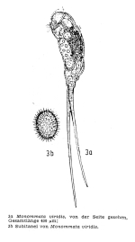 Monommata viridis