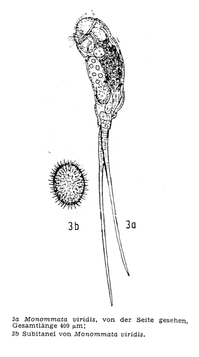 Monommata viridis