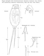 Monommata viridis