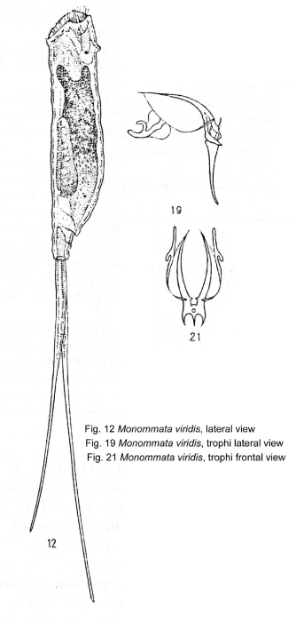 Monommata viridis - Original description image