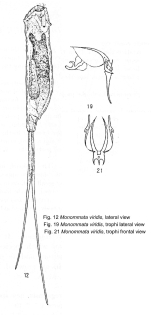 Monommata viridis