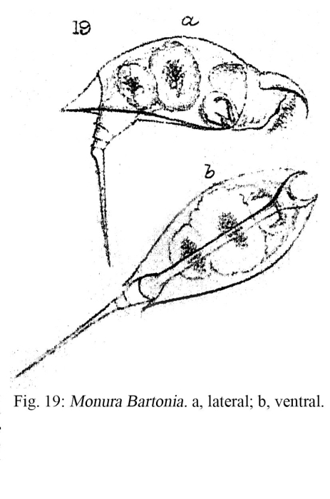 Monura bartonia - Original description image