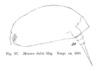 Monura dulcis