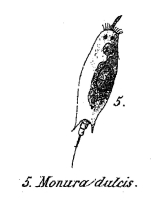 Monura dulcis
