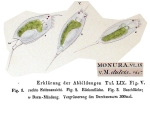 Monura dulcis