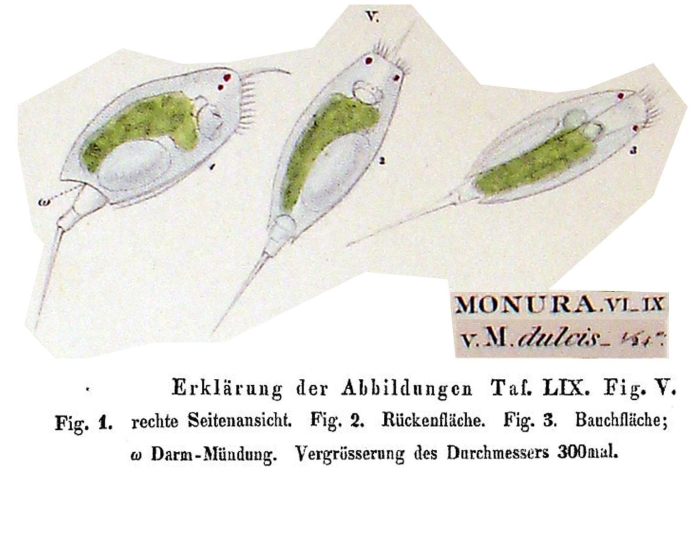 Monura dulcis