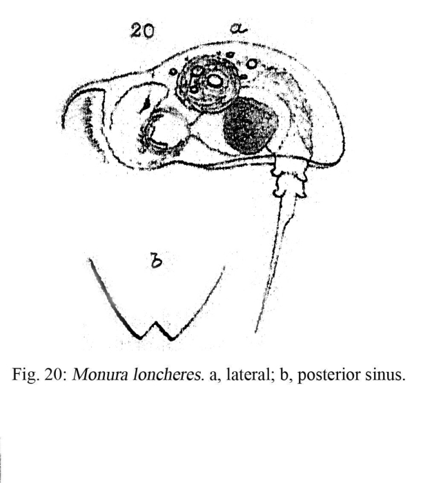 Monura loncheres - Original description image