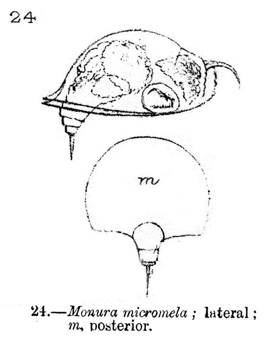 Monura micromela - Original description image
