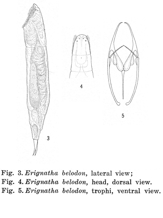 Myersinella belodon Myersinella belodon