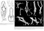 Myersinella longiforceps - Original description image