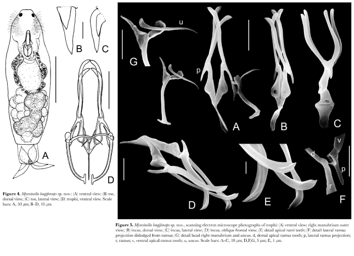 Myersinella longiforceps - Original description image