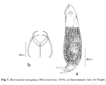 Myersinella tetraglena