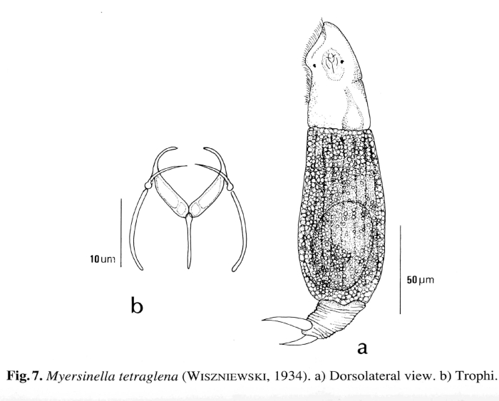 Myersinella tetraglena