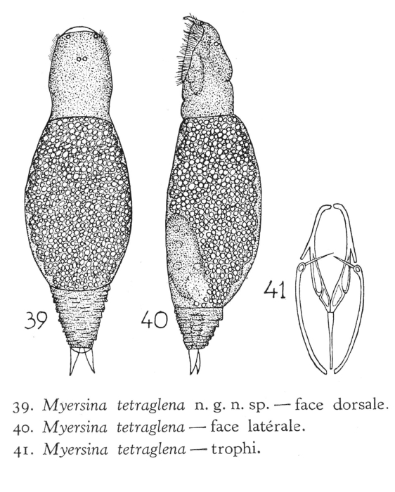 Myersinella tetraglena - Original description image