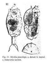 Mytilia poecilops - Original description image