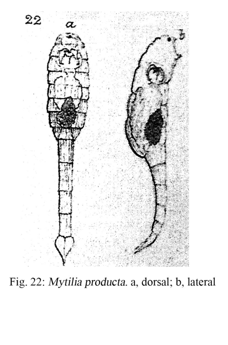 Mytilia producta - Original description image